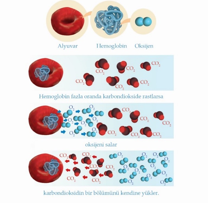 Bohr etkisi şeması: O₂-CO₂ dengesi ve hemoglobinin oksijen bırakması