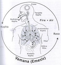 Vamana: Tedavisel Kusma Terapisi